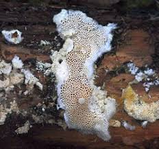 Attēlu rezultāti vaicājumam “Postia rennyi”