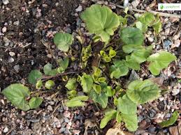 Attēlu rezultāti vaicājumam “Viola reichenbachiana leaf”
