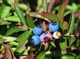 Attēlu rezultāti vaicājumam “Vaccinium angustifolium”