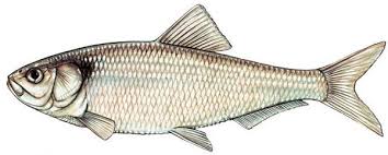 Image result for Alosa pseudoharengus
