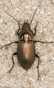 Attēlu rezultāti vaicājumam “Poecilus cupreus”