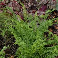 Attēlu rezultāti vaicājumam “Athyrium filix-femina”