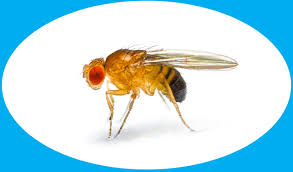 Attēlu rezultāti vaicājumam “Drosophila melanogaster”