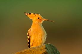 Attēlu rezultāti vaicājumam “Upupa epops”