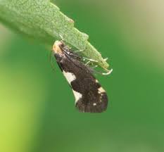 Attēlu rezultāti vaicājumam “Incurvaria oehlmanniella”