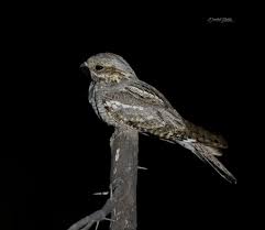 Image result for Caprimulgus europaeus