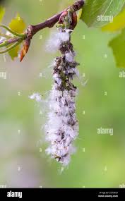 Attēlu rezultāti vaicājumam “Populus tremula”