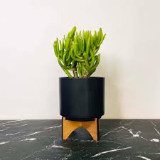Image result for Crassula hobbit