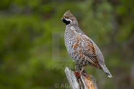 Attēlu rezultāti vaicājumam “Tetrastes bonasia”