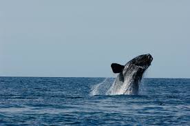 Image result for Eubalaena glacialis