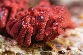 Attēlu rezultāti vaicājumam “Arcyria incarnata young”