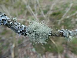 Attēlu rezultāti vaicājumam “Usnea subfloridana”