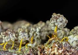 Attēlu rezultāti vaicājumam “Physarum luteolum spores”