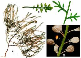 Attēlu rezultāti vaicājumam “Lepidium densiflorum bud”