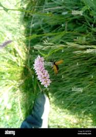 Attēlu rezultāti vaicājumam “Paracorymbia maculicornis”