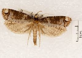 Attēlu rezultāti vaicājumam “Plutellidae”