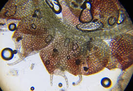 Attēlu rezultāti vaicājumam “Nowellia curvifolia”