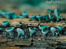 Attēlu rezultāti vaicājumam “Chlorociboria aeruginascens”