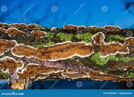 Attēlu rezultāti vaicājumam “Cylindrobasidium evolvens”