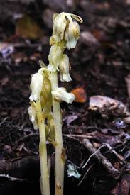 Attēlu rezultāti vaicājumam “Monotropa hypopitys”