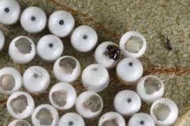 Attēlu rezultāti vaicājumam “Phalera bucephala larva”