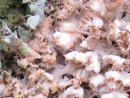 Attēlu rezultāti vaicājumam “Erythricium aurantiacum”