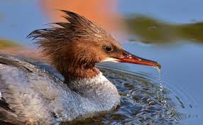 Attēlu rezultāti vaicājumam “Mergus merganser female”