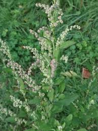 Attēlu rezultāti vaicājumam “Chenopodium album”