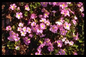 Attēlu rezultāti vaicājumam “Primula x margotae”