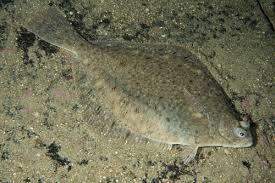 Image result for Limanda limanda