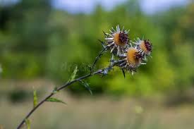 Attēlu rezultāti vaicājumam “Carlina biebersteinii fruit”