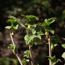 Attēlu rezultāti vaicājumam “Ribes nigrum”