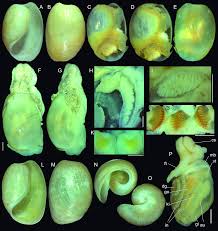 Attēlu rezultāti vaicājumam “Cephaloziella hampeana”