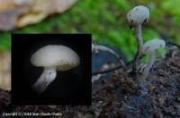 Attēlu rezultāti vaicājumam “Cudoniella acicularis”