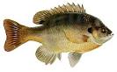 Bluegill (Lepomis macrochirus)