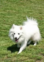 Image result for スピッツ