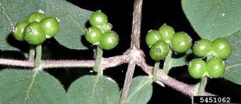 Attēlu rezultāti vaicājumam “Lonicera xylosteum fruit”