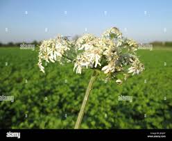 Attēlu rezultāti vaicājumam “Heracleum sphondylium subsp. sibiricum leaf”