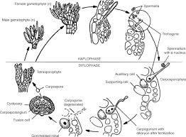 Attēlu rezultāti vaicājumam “Lemanea fluviatilis”