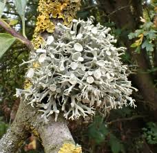 Attēlu rezultāti vaicājumam “Ramalina thrausta”