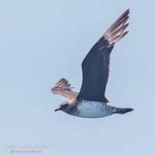 Attēlu rezultāti vaicājumam “Stercorarius parasiticus adult”