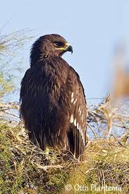Attēlu rezultāti vaicājumam “Aquila pomarina adult”