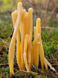 Attēlu rezultāti vaicājumam “Clavaria argillacea”