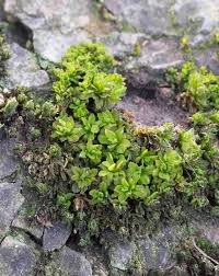 Attēlu rezultāti vaicājumam “Syntrichia latifolia”