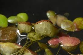 Attēlu rezultāti vaicājumam “Lemna gibba”