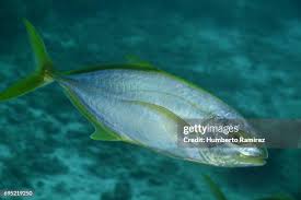 Image result for Caranx bartholomaei