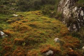 Attēlu rezultāti vaicājumam “Palustriella”