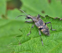 Attēlu rezultāti vaicājumam “Rhagium mordax”