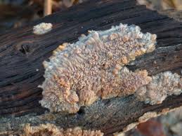 Attēlu rezultāti vaicājumam “Phlebia radiata”