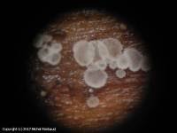 Attēlu rezultāti vaicājumam “Hyaloscypha hyalina”